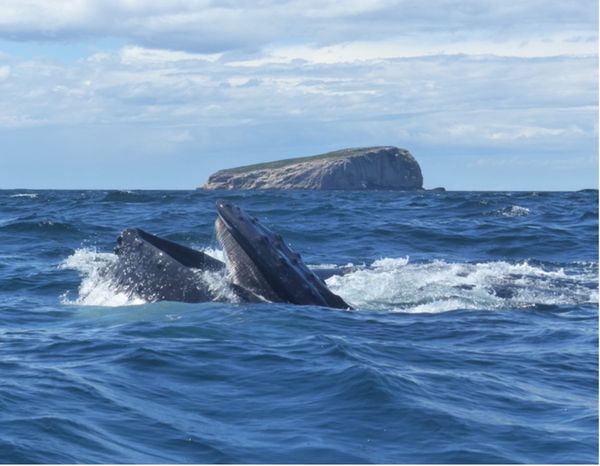 Feast over fasting: Migrating whales regularly feeding off Australia’s coast