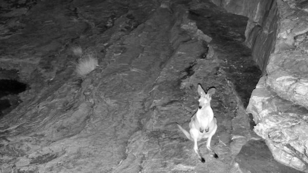 New livestream brings remote Australian arid zone waterhole to the world