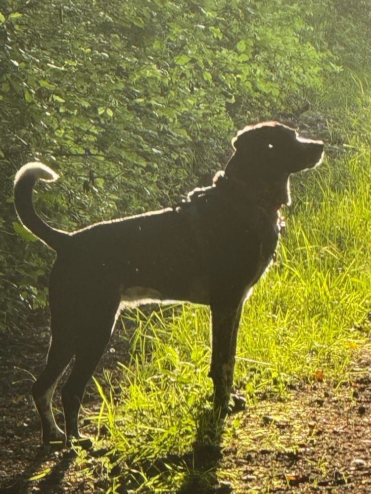 The Golden Age of Tasha