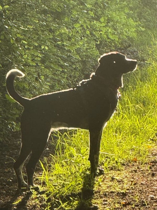 The Golden Age of Tasha