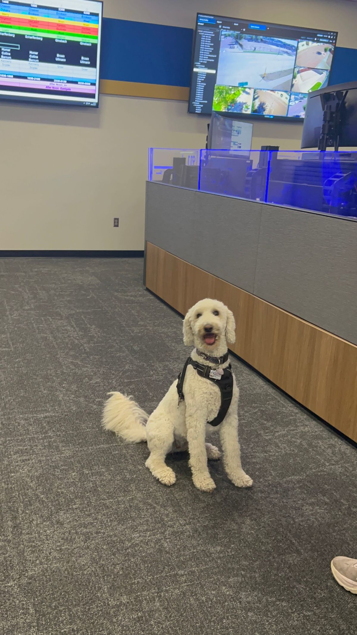 Meet Nena, the emotional support dog behind local 911 calls
