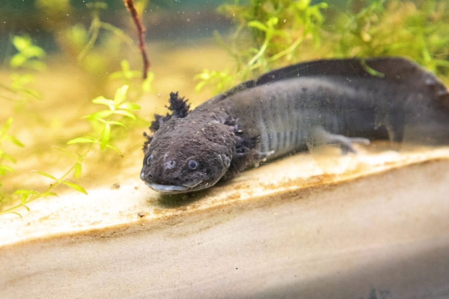 Meet the aquarium's newest residents: axolotls