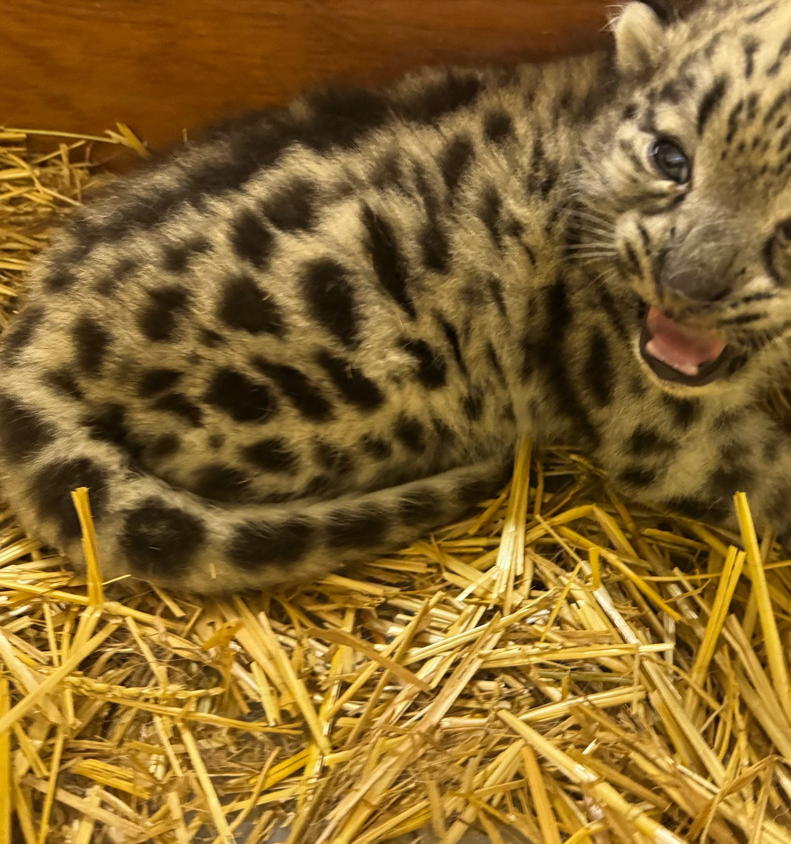 Super Simplified Stories: July 11, 2025