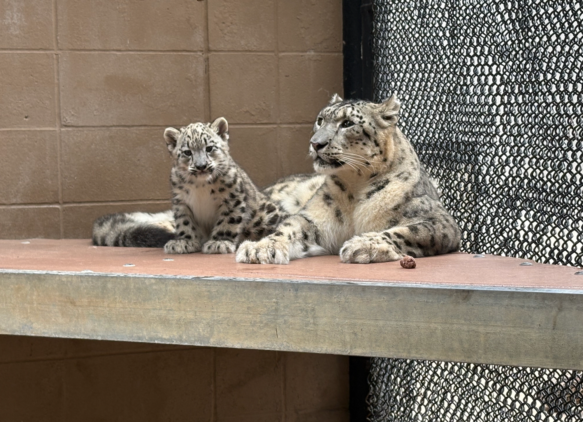 Behind the scenes: How the zoo prepared for a snow leopard cub