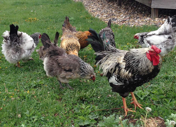 This group wants to help Sioux Falls produce more food locally