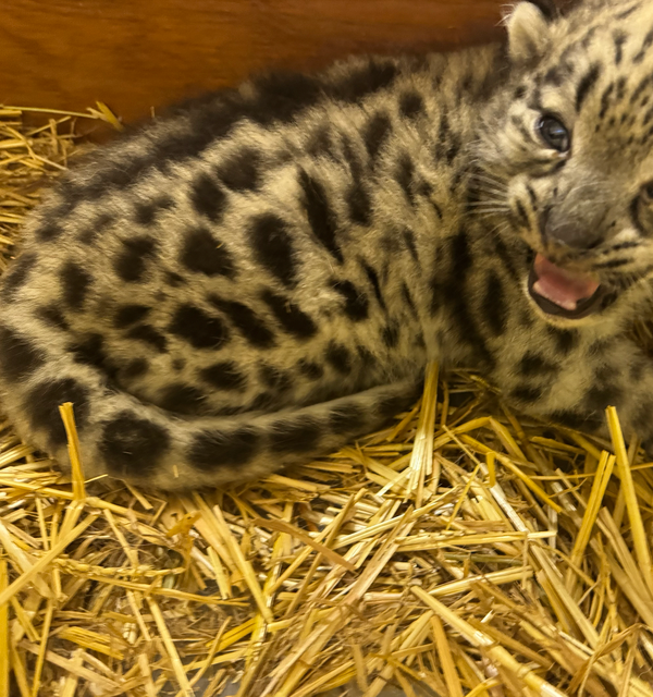 Super Simplified Stories: July 11, 2025