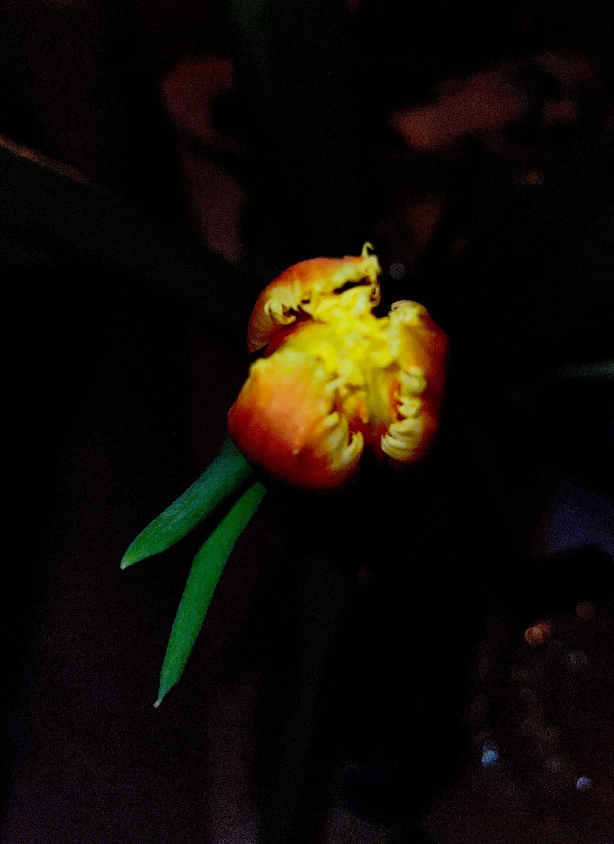 Dehiscence