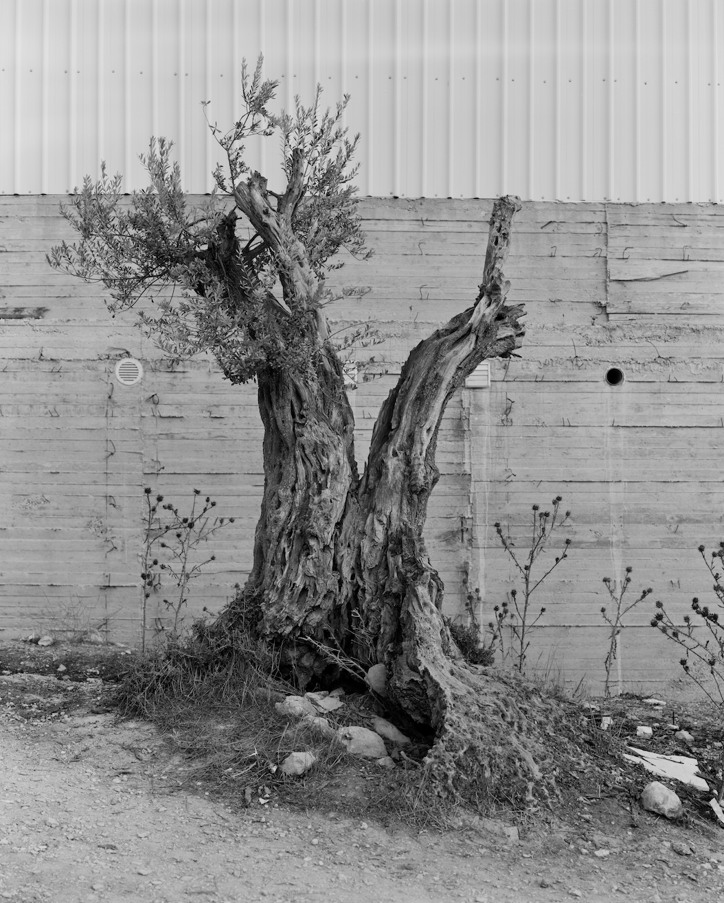 The olive tree