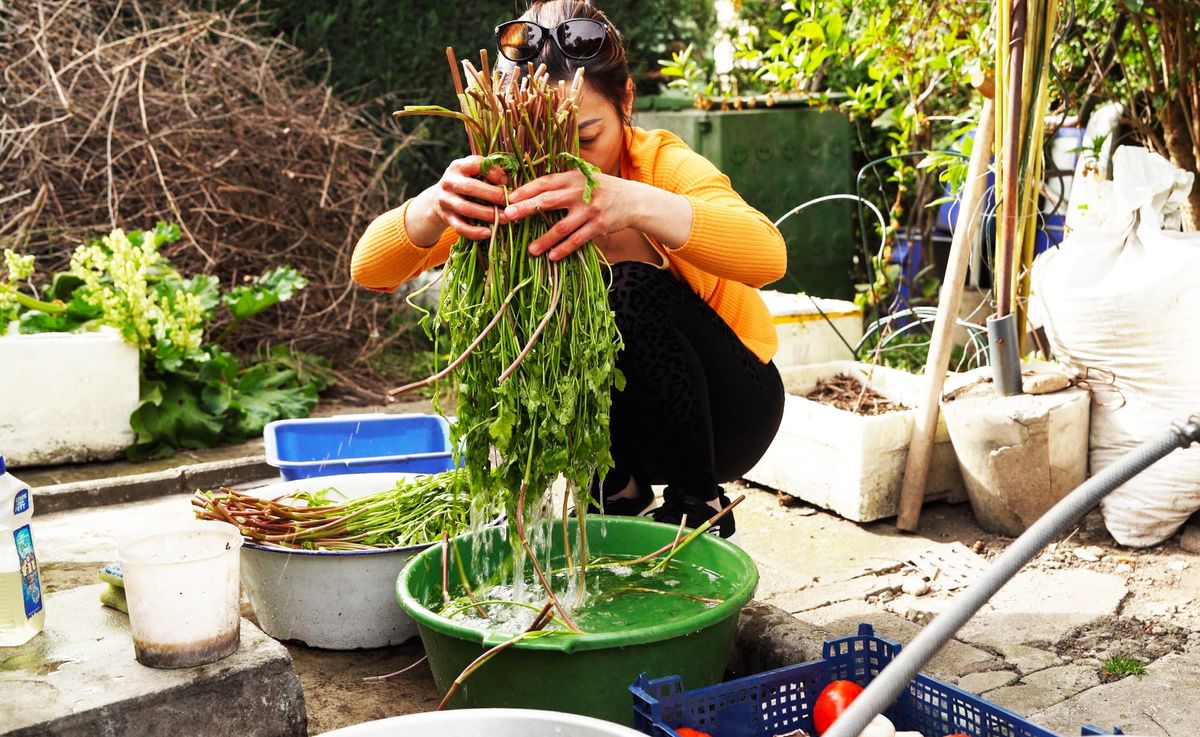 Immigrating Garden