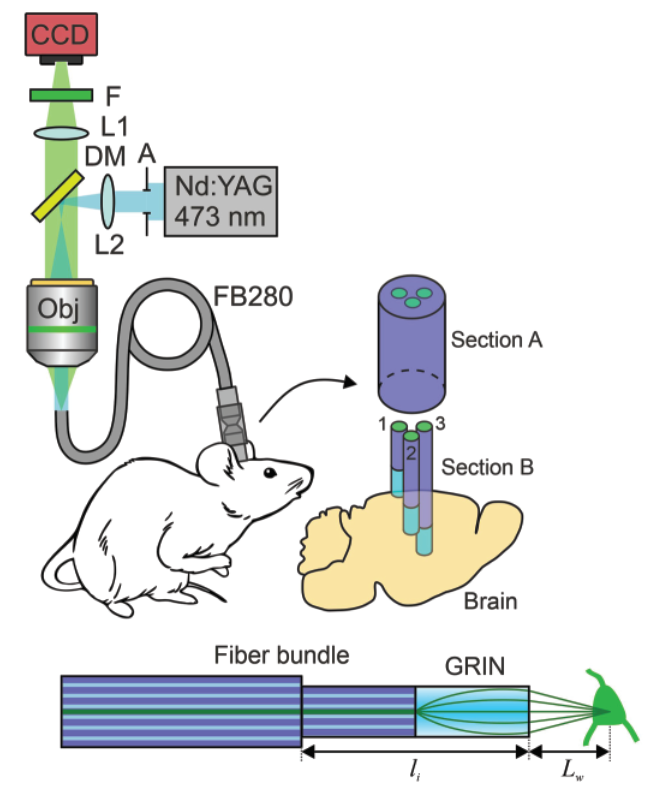 a fiber bundle coupled to multiple GRIN lenses for multi-region recording