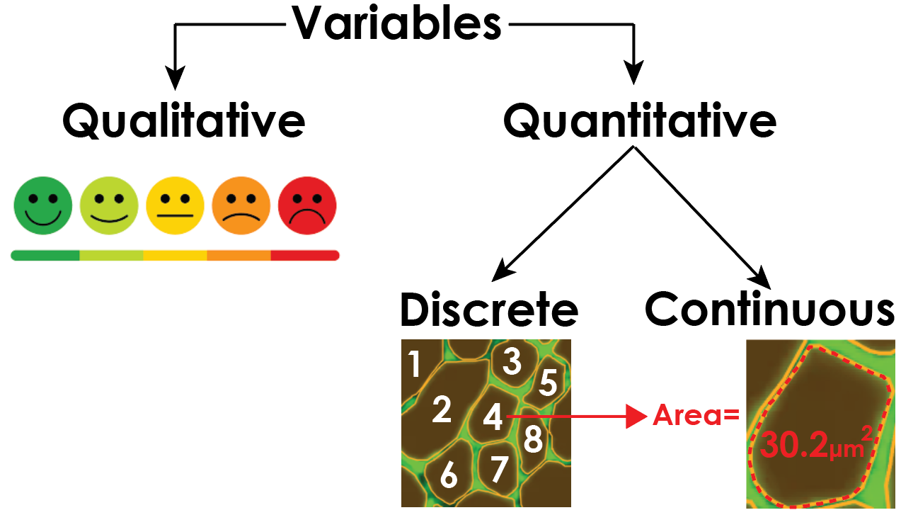 a schematic illustrating the branches of different variable types