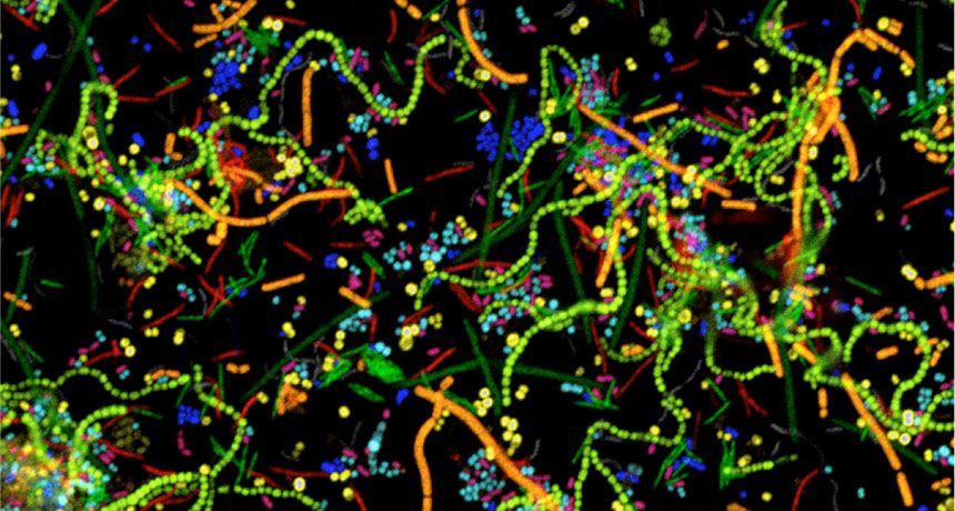 Mapping the microbiome: FISH-based approaches for microbial community visualization