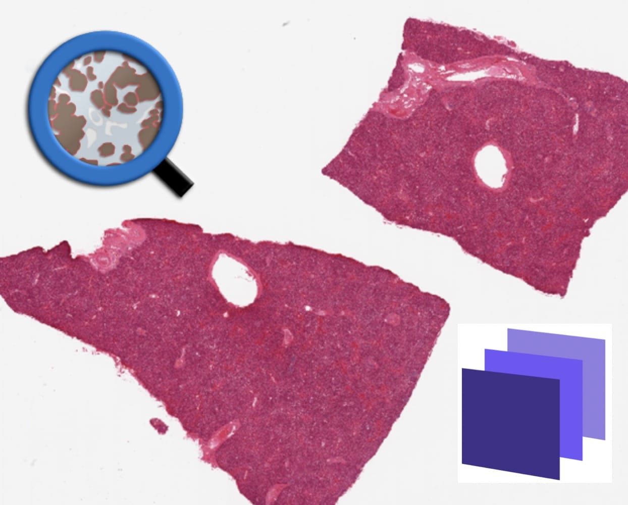 Integrating Bioimage Tools: A Case for Data Fusion with QuPath and Biodock