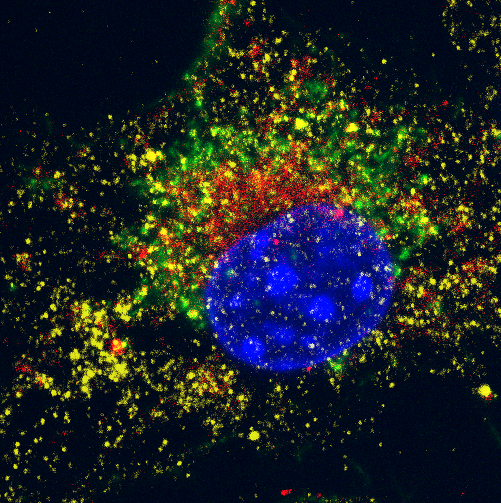 From Actin to Z-stacks: The Imaging Journey