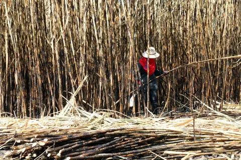 Common Agricultural Policy