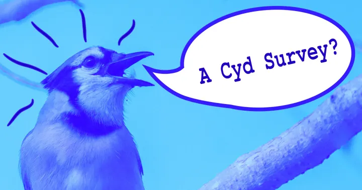 Photo of a bird with an open beak seemingly shouting from a cartoon speech bubble "A Cyd Survey?"
