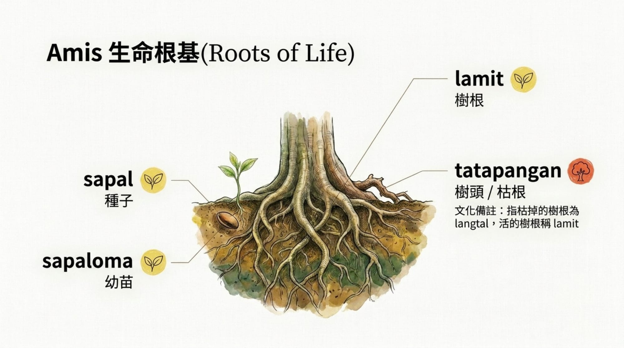 植物詞彙簡報 第 3 頁
