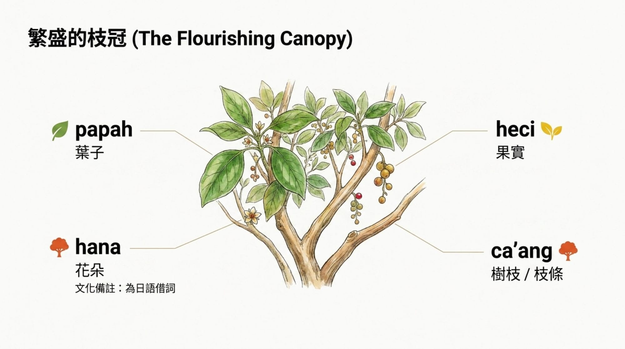 植物詞彙簡報 第 4 頁