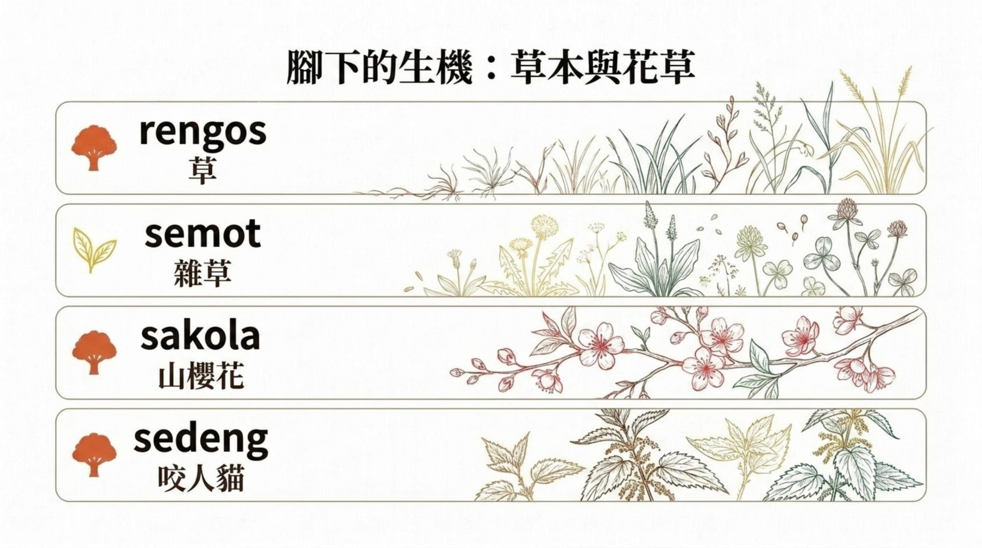 植物詞彙簡報 第 11 頁
