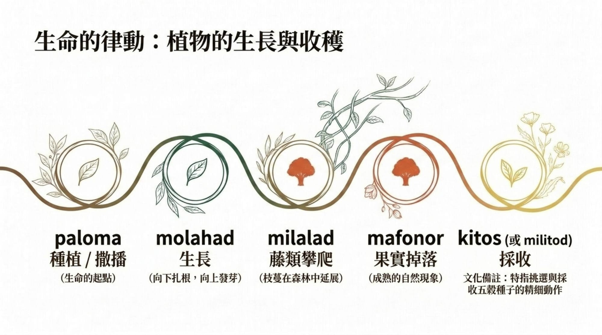 植物詞彙簡報 第 12 頁