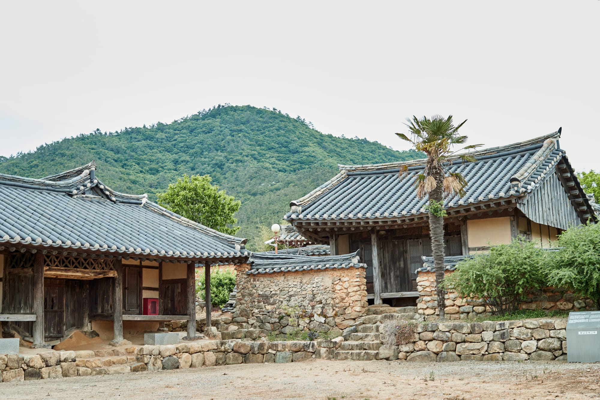 공재고택 입구 우측에 보이는 사당과 야자수 나무