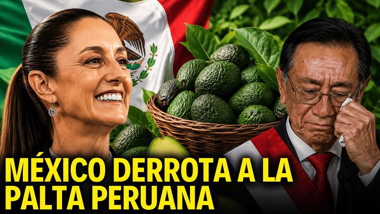 Perú busca expandir su mercado de paltas a Asia ante la competencia en EE.UU.