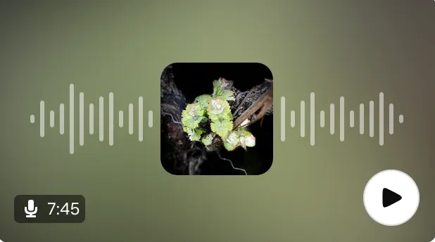🎙 Saga "Plus belle la vigne" - épisode 2