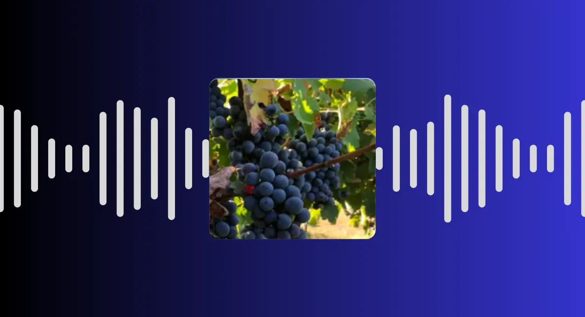 🎙 Saga "Plus belle la vigne" - épisode 5 : les vendanges