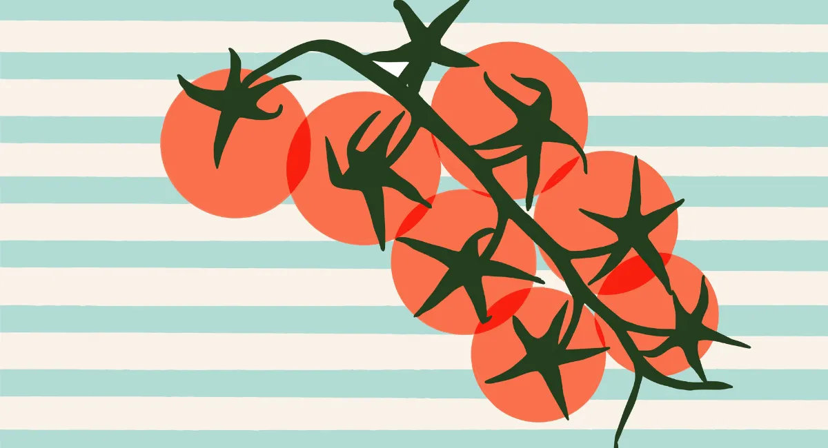 branche de tomate