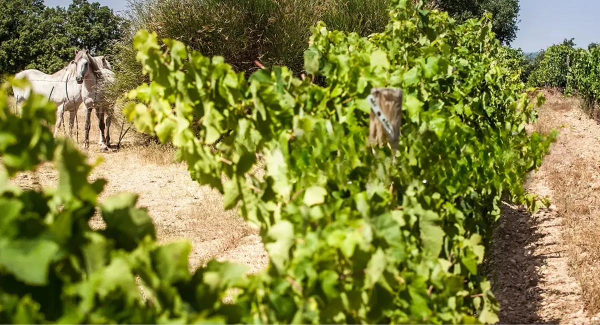 Vignoble Costière-de-Nîmes