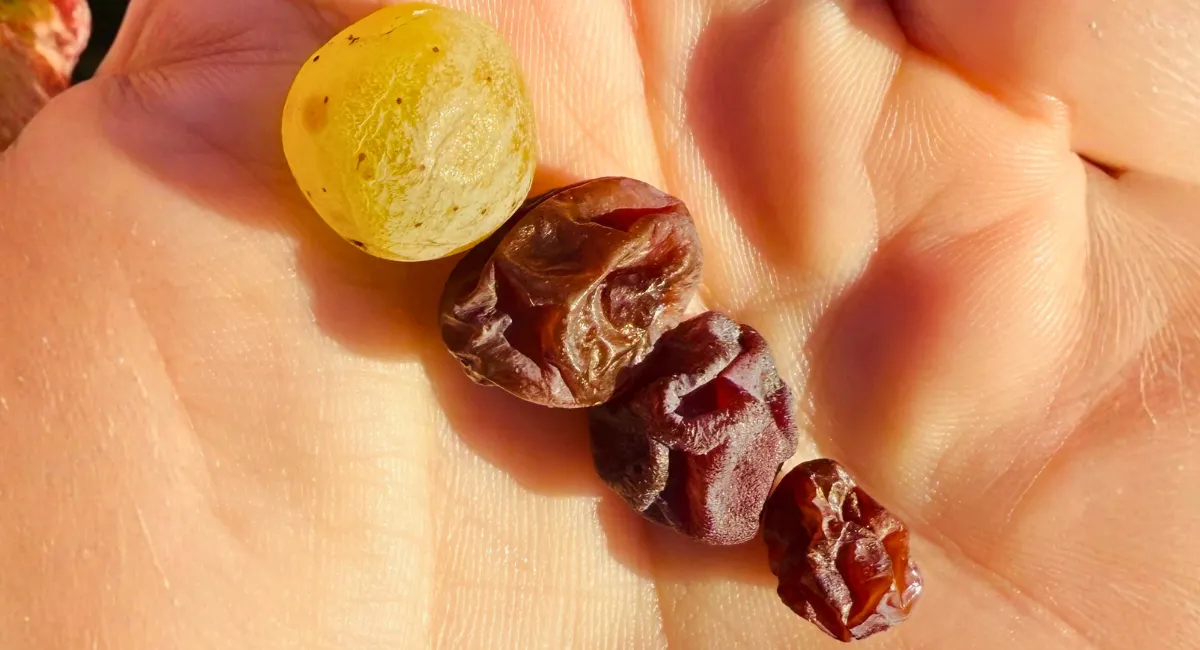 raisins botrytisés