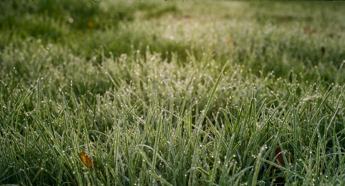 Herbe avec rosée