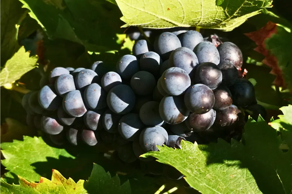 Cépage raisin noir