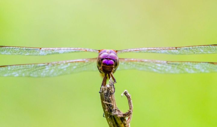 A front view of a purple dragonfly with a completely out-of-focus green background.