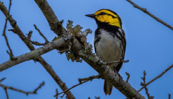 A Golden-Cheeked Warbler sits on a branch facing left. The body is gray and black, but its head has striking yellow sides with a black streak across the eye.