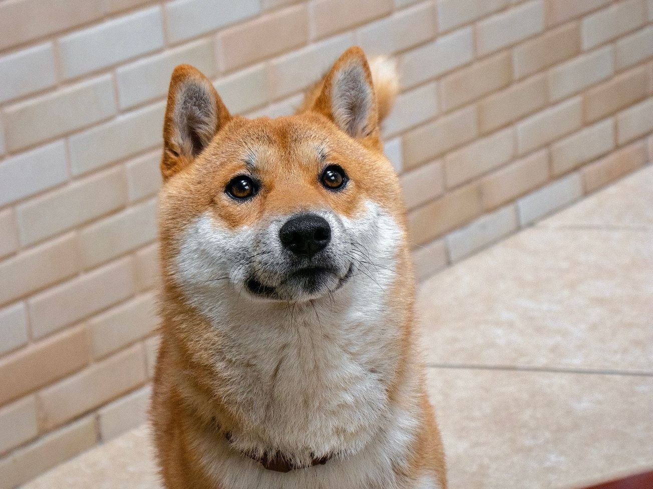 Degen Season Again? Shiba Coin Launches Ethereum L2