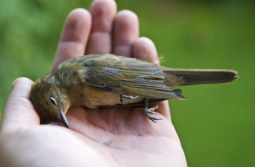 MAS-Licensed Sparrow Took Investor Cash for ICO That Never Happened