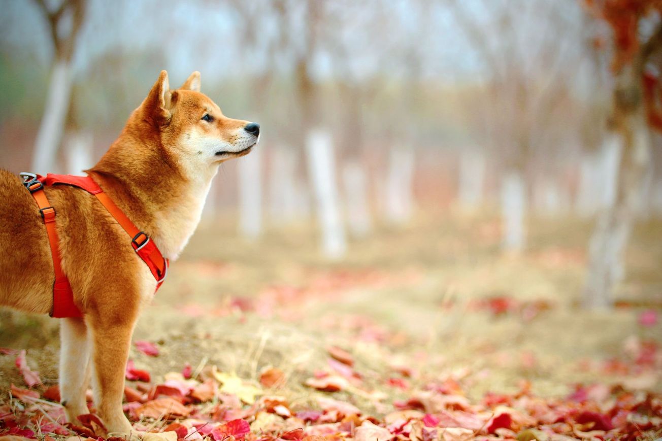 Shiba Inu Bites Back 100% at Dogecoin – Here's Why