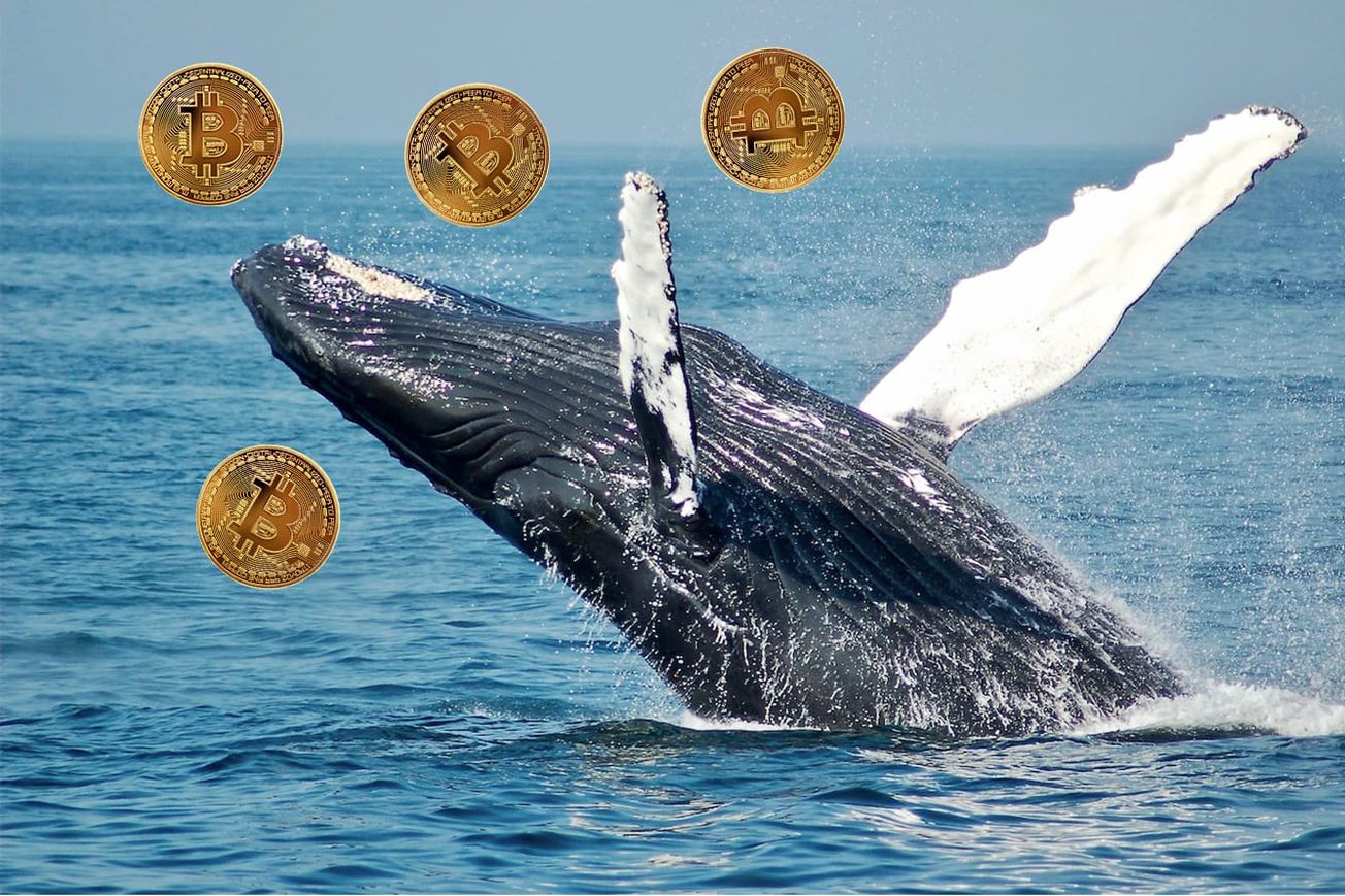 Crypto Whales Are Quietly Stacking Up on Bitcoin, Should You Too?