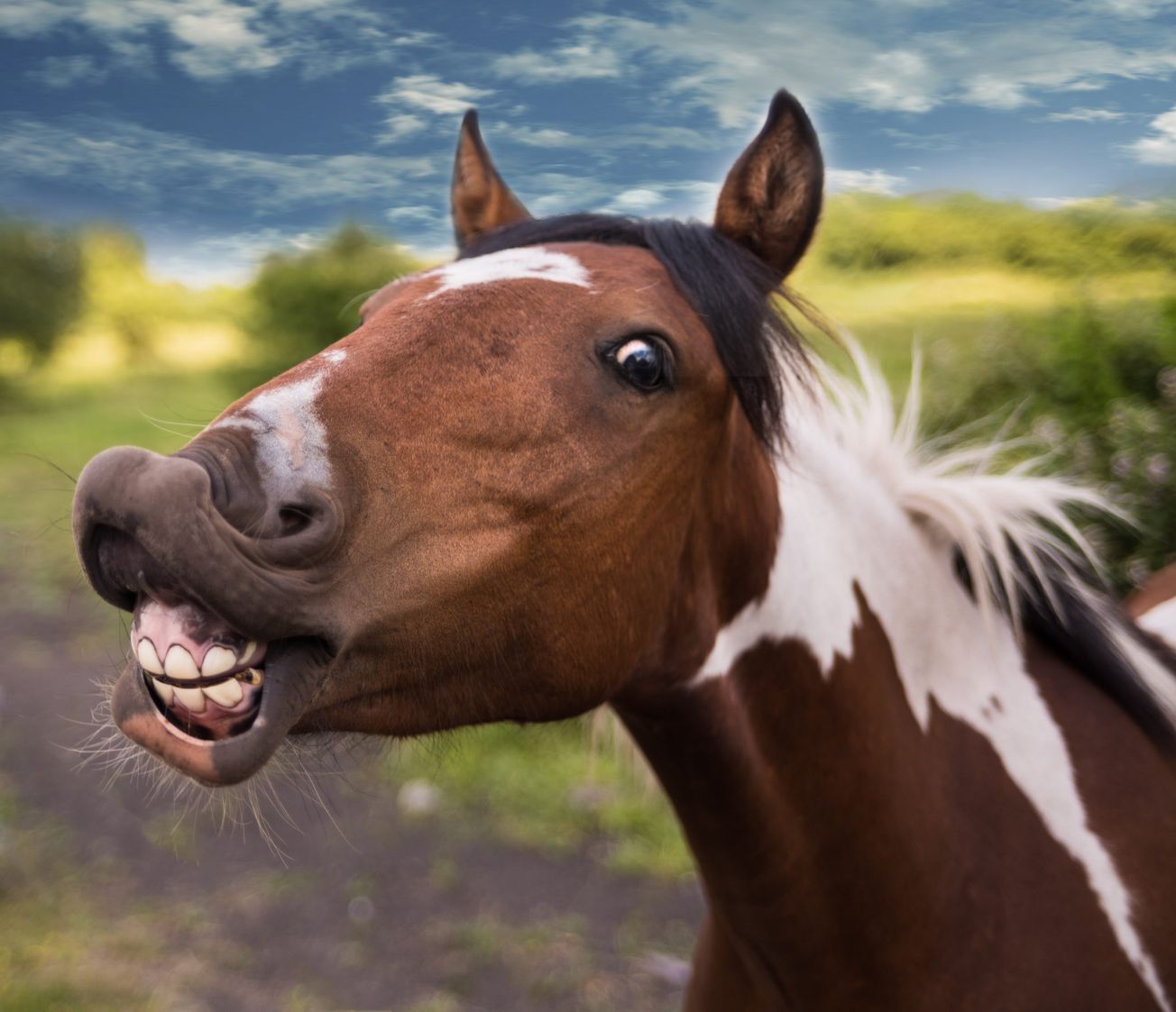 Horse Allegedly Gets Fingered so SushiSwap Tanks… Cos Crypto