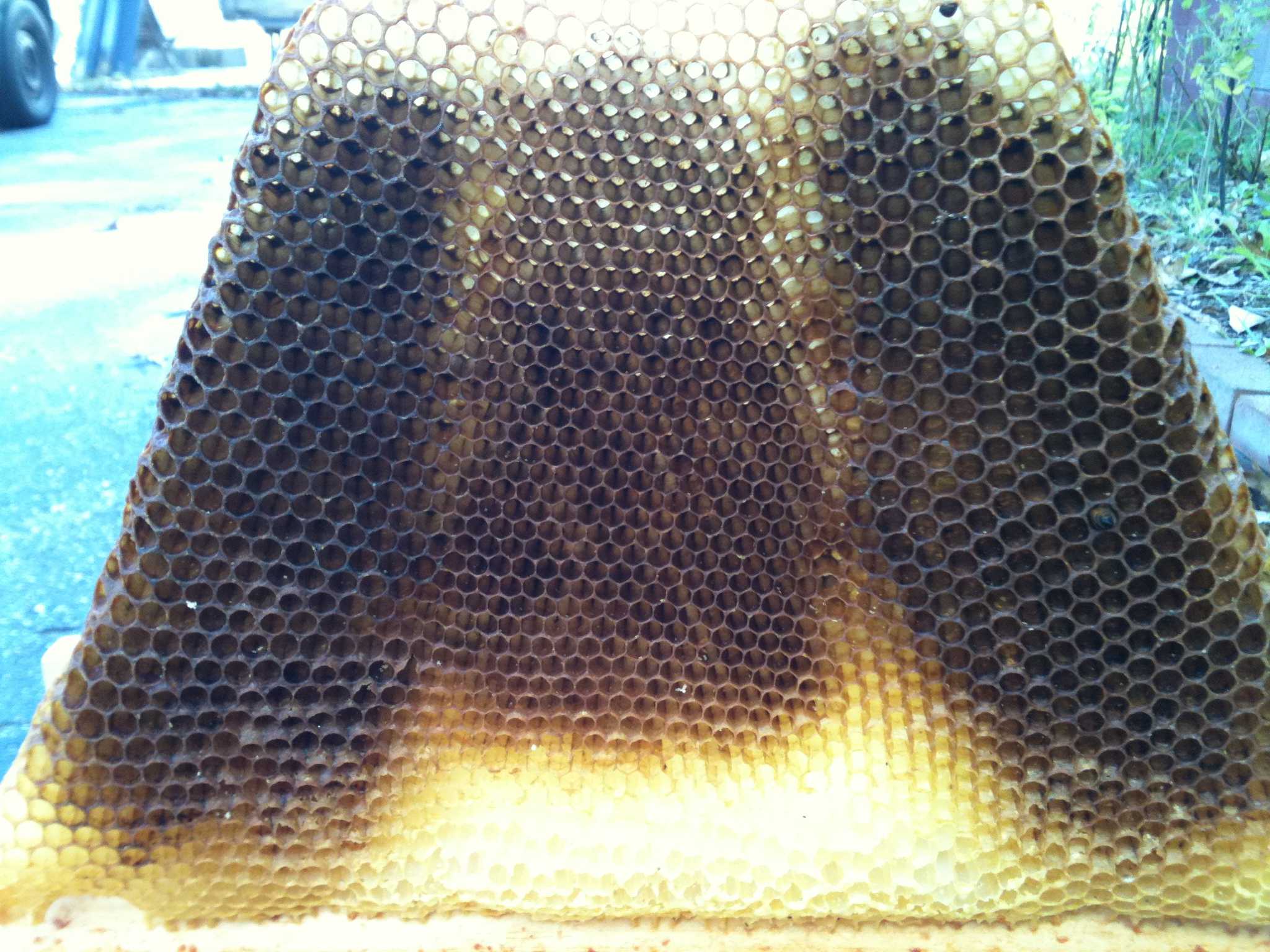 Don't Go With the Flow, Go With the Wax: A Take on the Flow Hive