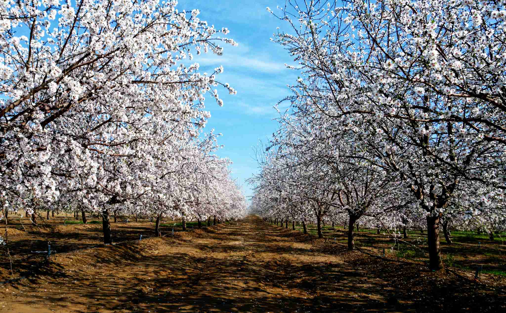 Honeybee Collapse is the Result of Their Enslavement in Industrial Monocultures