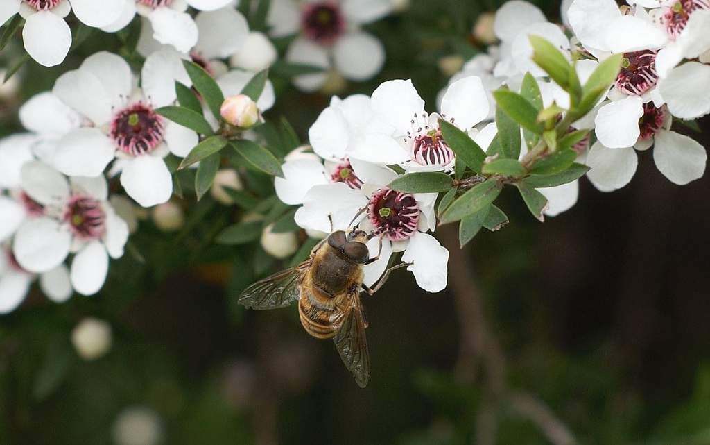Monofloral and Manuka Honey: Honey-Hunting the Honeybee to its Demise, With Love