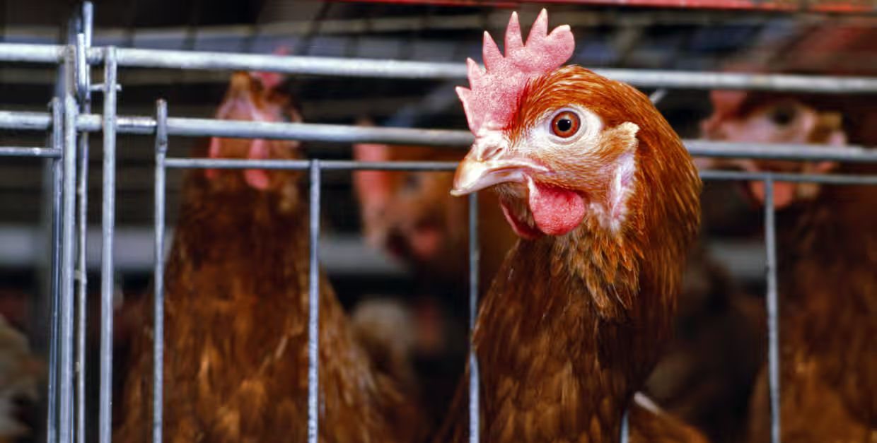 Chickens in a cage