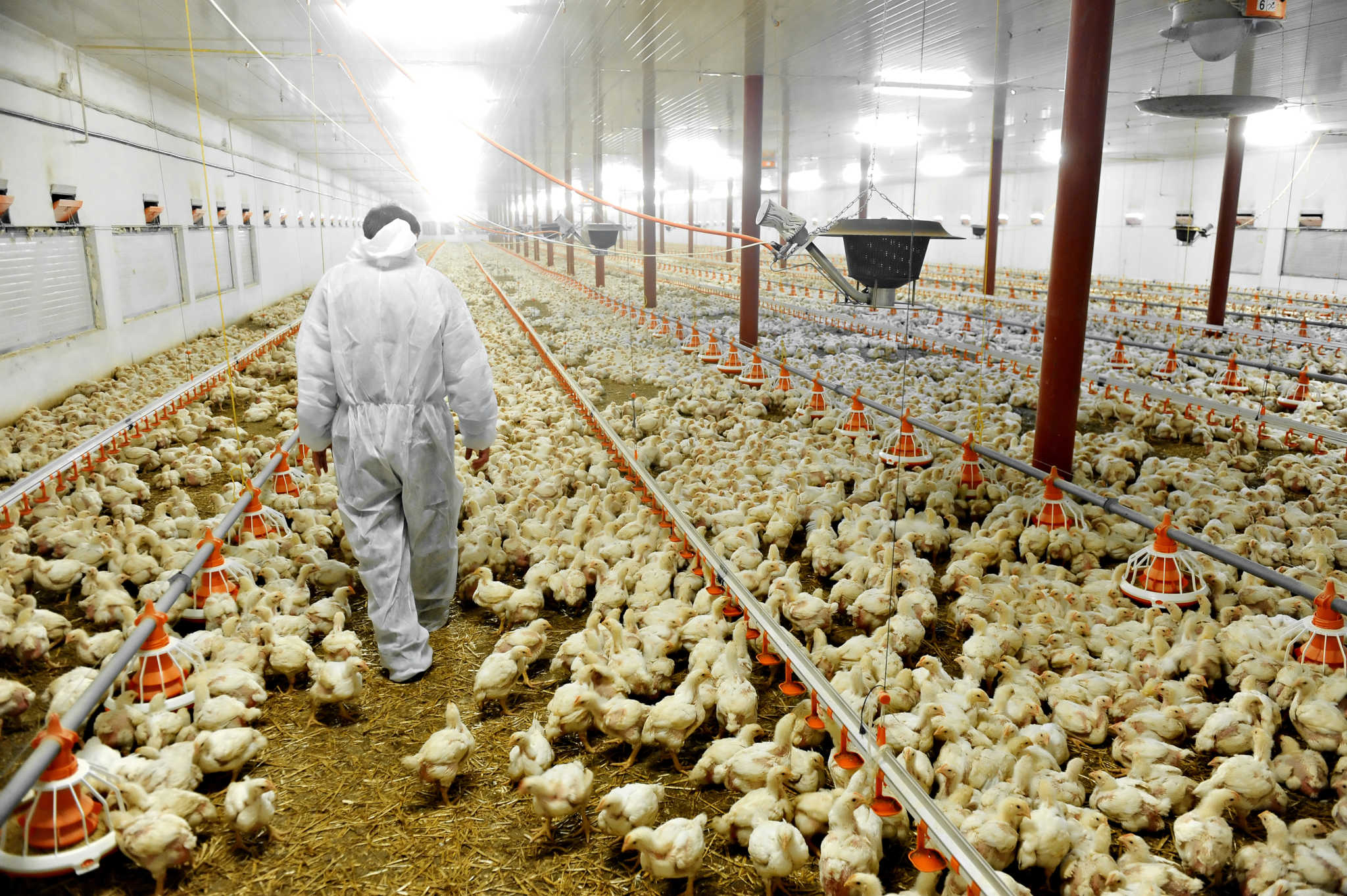 A farmworker walking through a (monocultured) chicken shed with tens of thousands of chickens