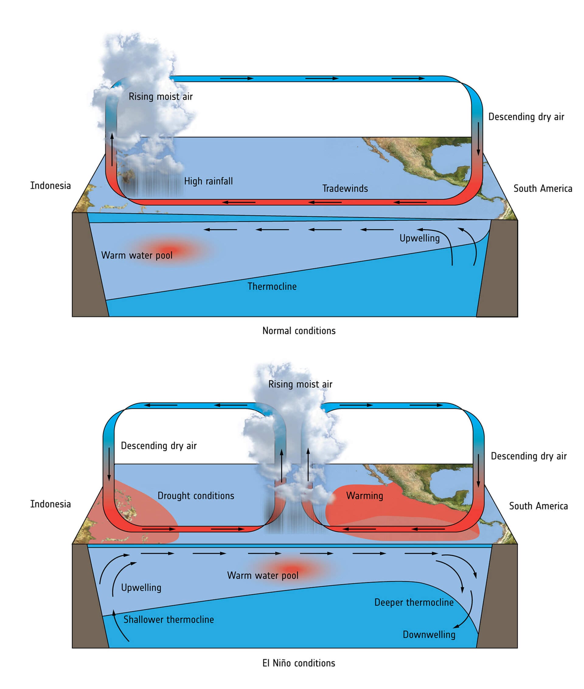 Two diagrams of the ENSO process, one under normal conditions the other under El Niño conditions