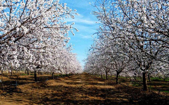 Honeybee Collapse is the Result of Their Enslavement in Industrial Monocultures