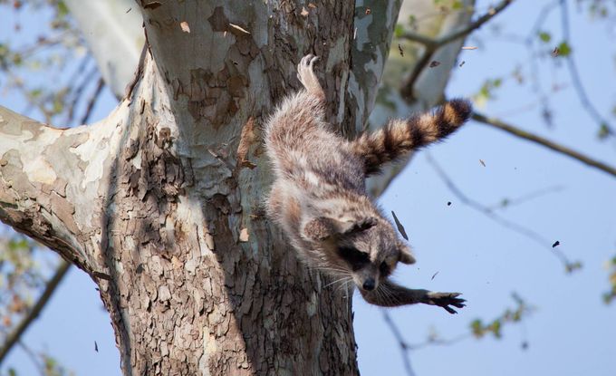 Collapsing Down the Plum Tree