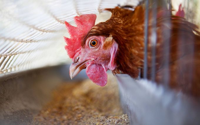 Australia's New Billion-dollar Seqirus Vaccine Plant Will Be No Match for Avian Leakage