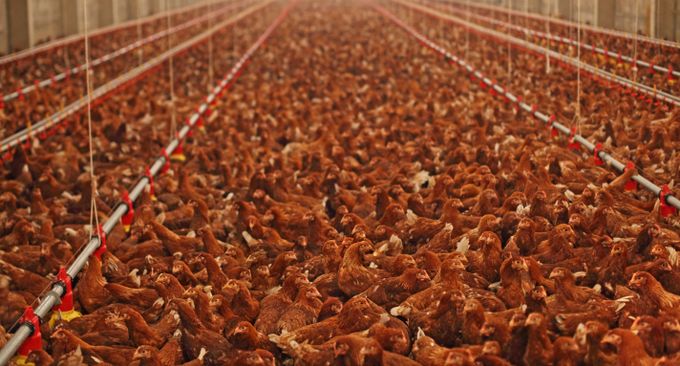 Tens of thousands of chickens crammed in a (monocultured) chicken shed